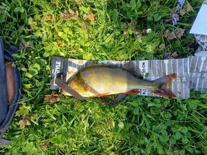 European Perch