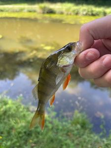 European Perch
