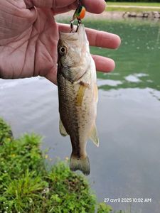 Largemouth Bass