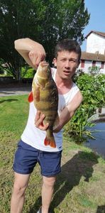 European Perch