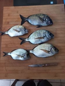 White Seabream