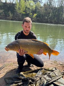 Common Carp