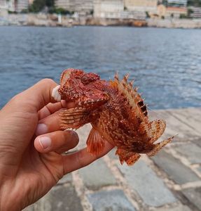 Red Scorpionfish