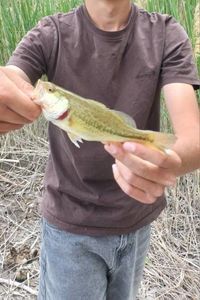 Largemouth Bass
