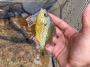 Green Sunfish