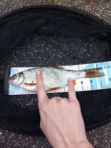 Roach