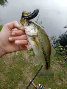 Largemouth Bass