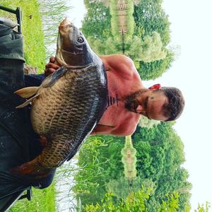 Common Carp