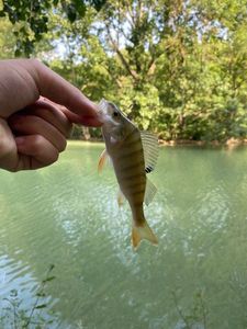European Perch