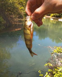 Yellow Perch