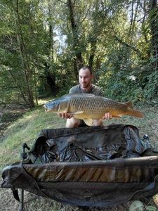 Common Carp