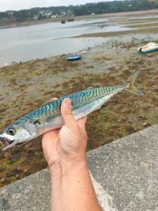 Mackerel