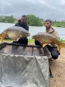 Mirror Carp