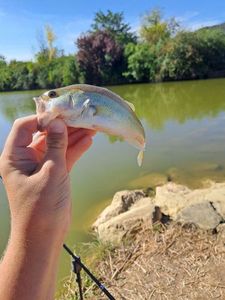 Largemouth Bass