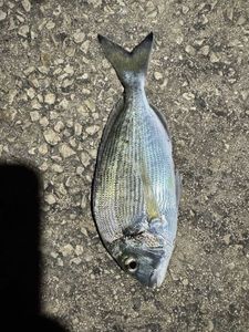 Gilthead Seabream
