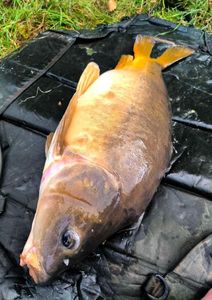 Mirror Carp