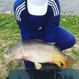 Mirror Carp