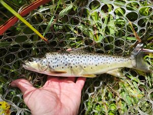 Brown Trout