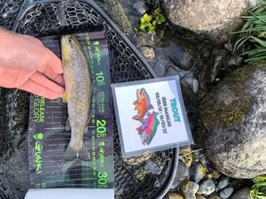 Brown Trout