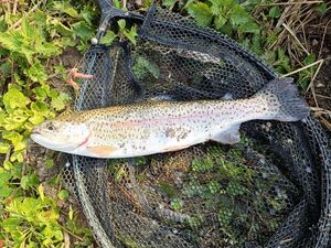Rainbow Trout