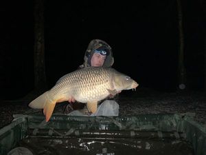 Common Carp