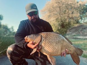 Common Carp