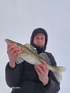 Zander