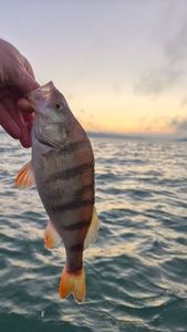 European Perch