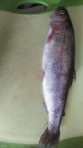 Rainbow Trout