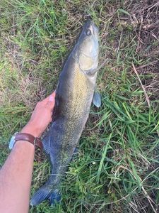 Zander