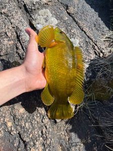 Ballan Wrasse