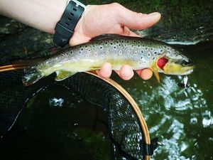 Brown Trout