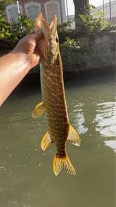 Northern Pike