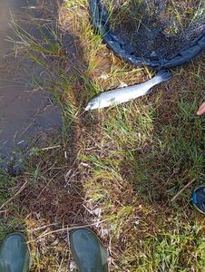 Rainbow Trout