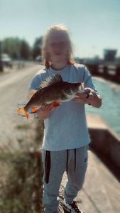 European Perch