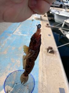 Giant Goby
