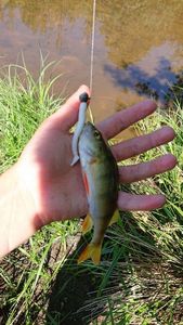 European Perch