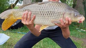 Common Carp