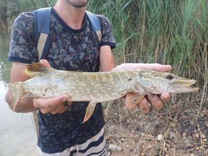 Northern Pike