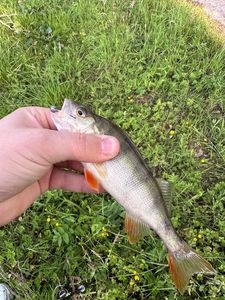 European Perch