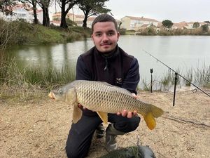Common Carp