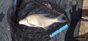 Common Bream