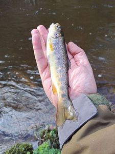 Brown Trout