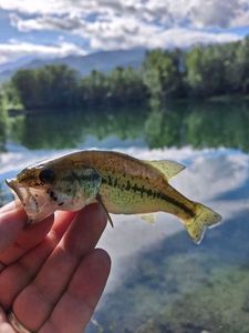 Largemouth Bass