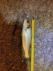 European Bass (Seabass)