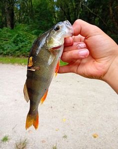 European Perch