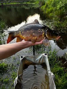 Mirror Carp