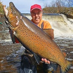 Brown Trout