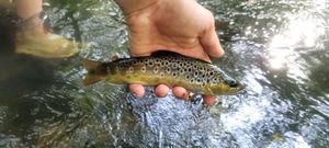 Brown Trout