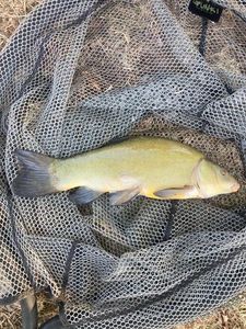 Tench